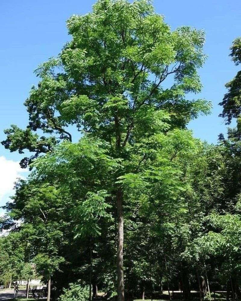 Kentucky Coffee Tree