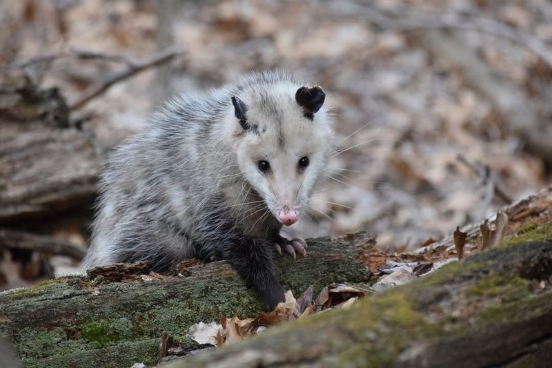 Opossums