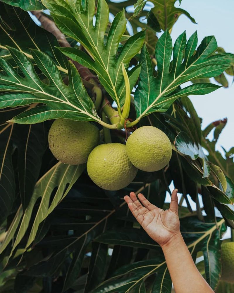 Breadfruit