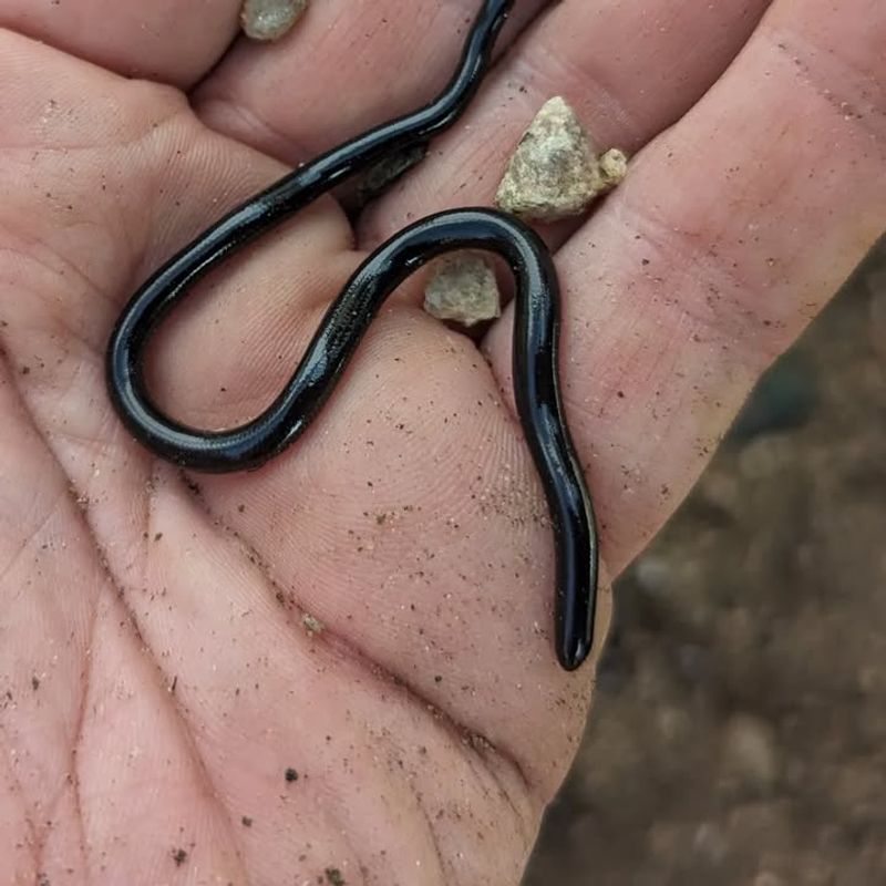 Brahminy Blind Snakes