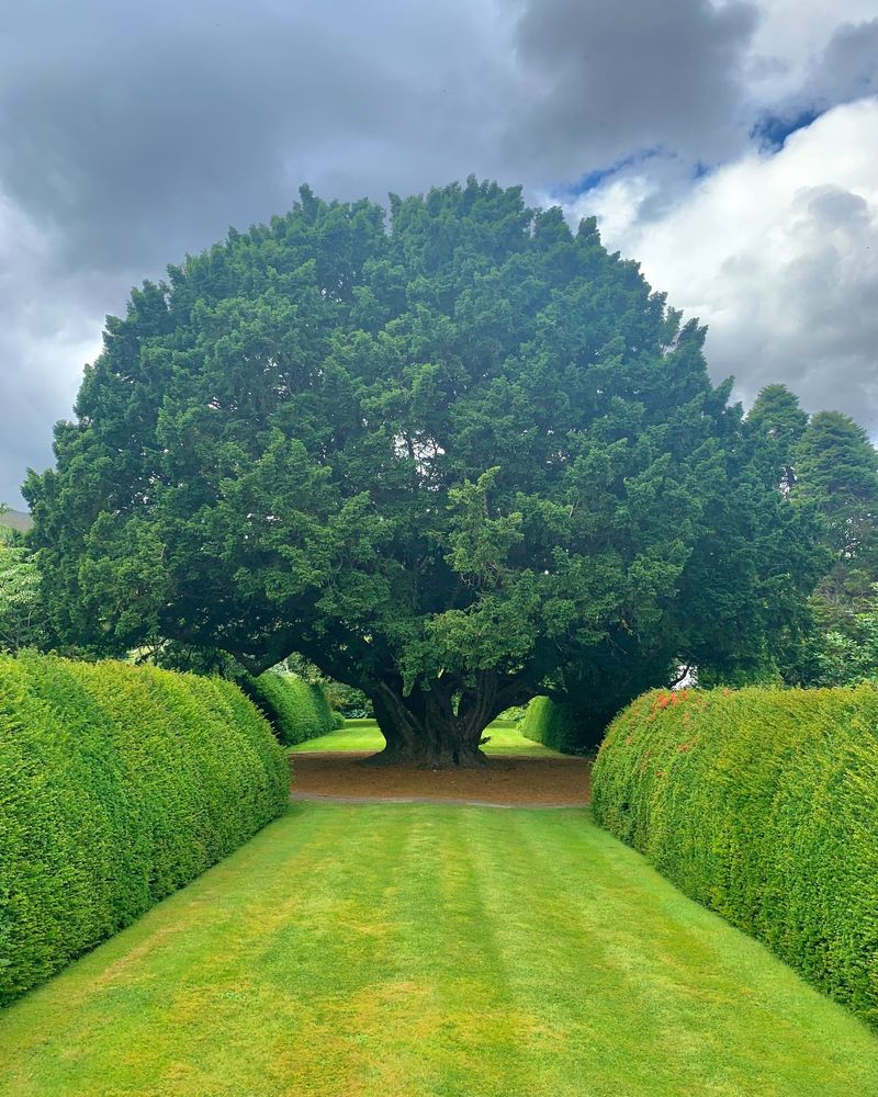 Yew Trees