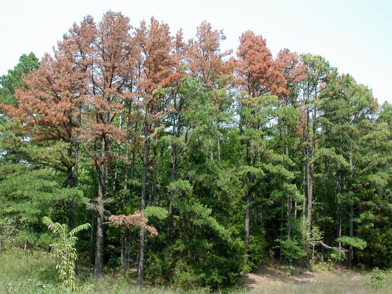 Shortleaf Pine