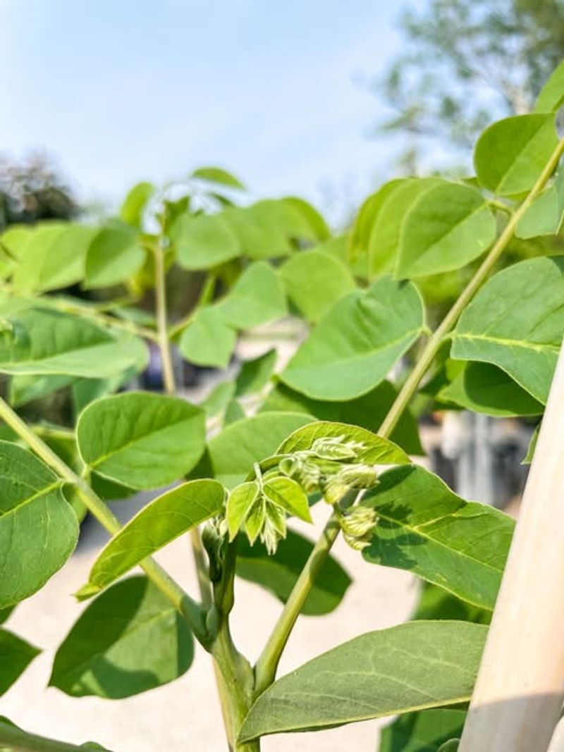 Kentucky Coffee Tree