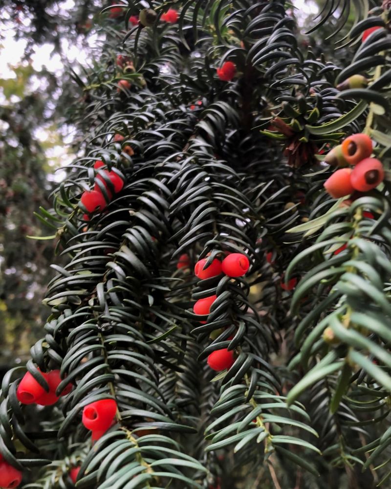 Yew Trees