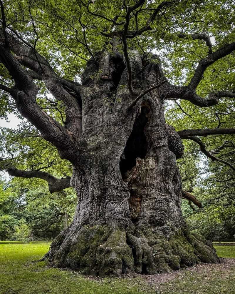 White Oak (Old Growth)