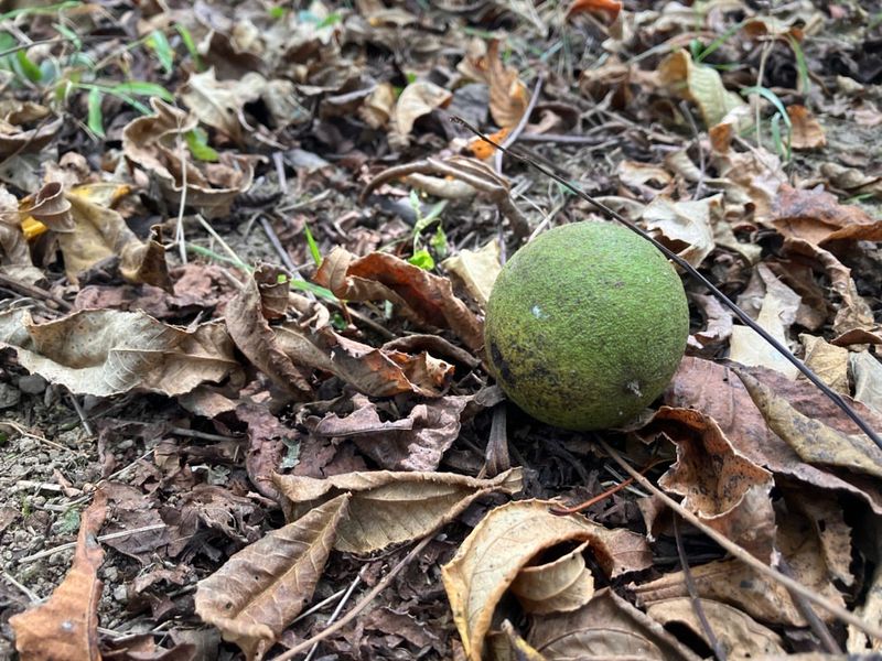 Difficult to Control Once Established