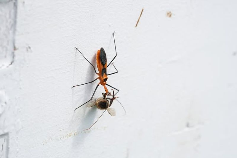Assassin Bug