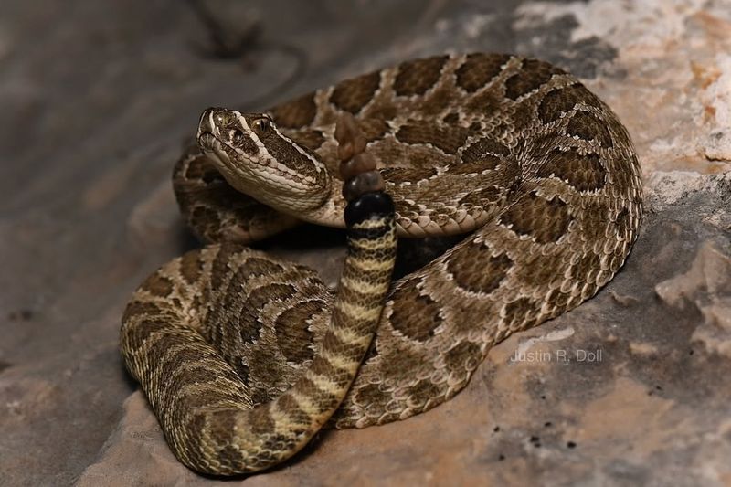 Prairie Rattlesnake