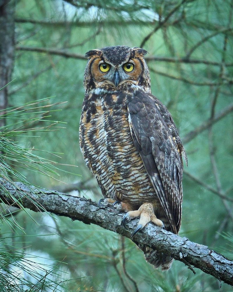 Great Horned Owls