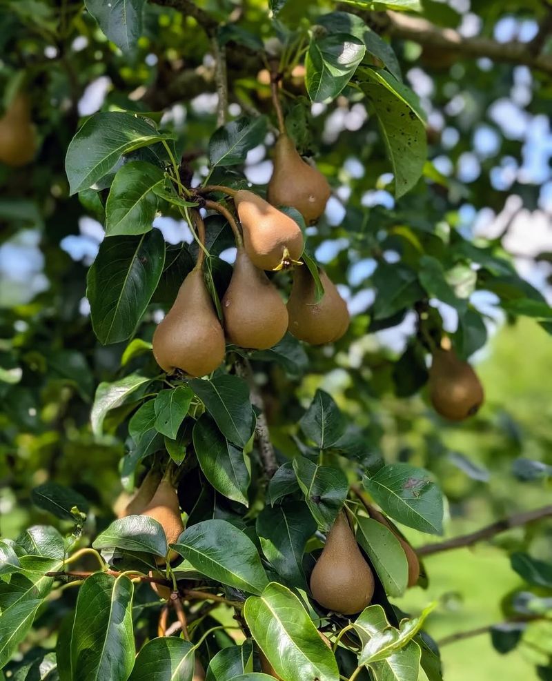 Pears