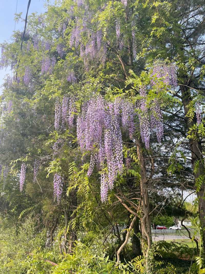 Wisteria Vines