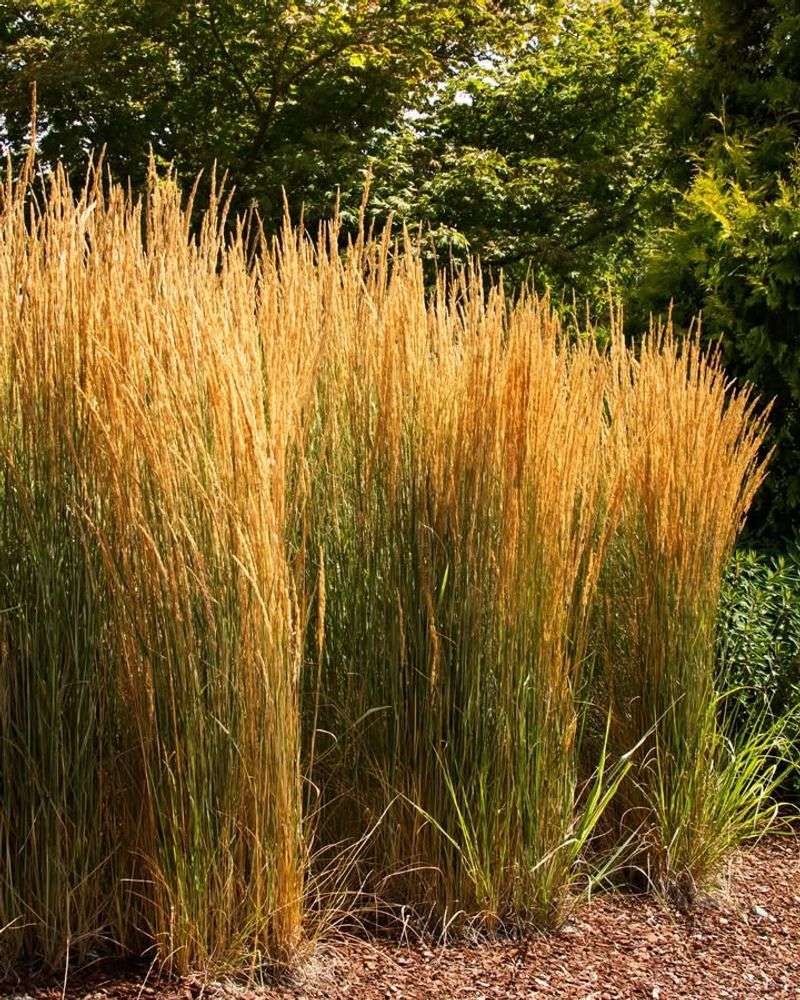 Ornamental Grasses