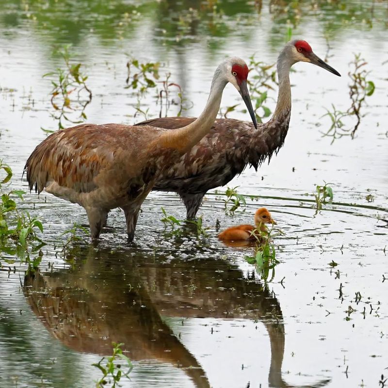 Sandhill Cranes