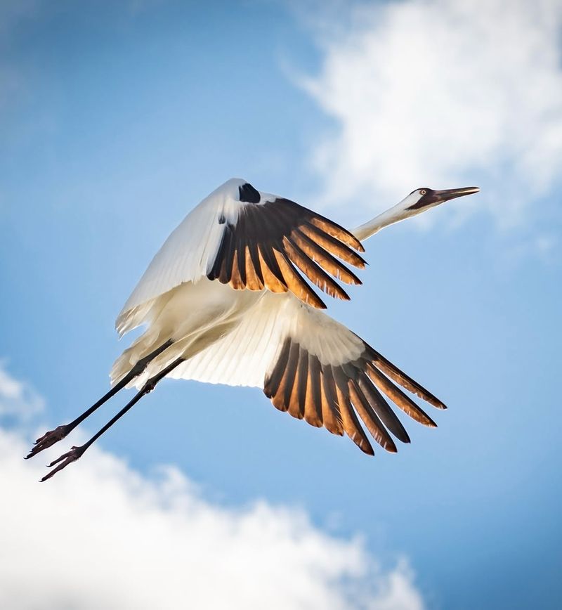 Whooping Crane