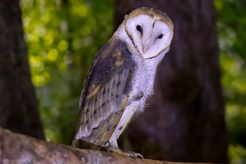 Barn Owl