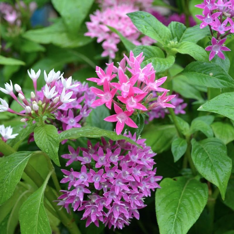 Pentas