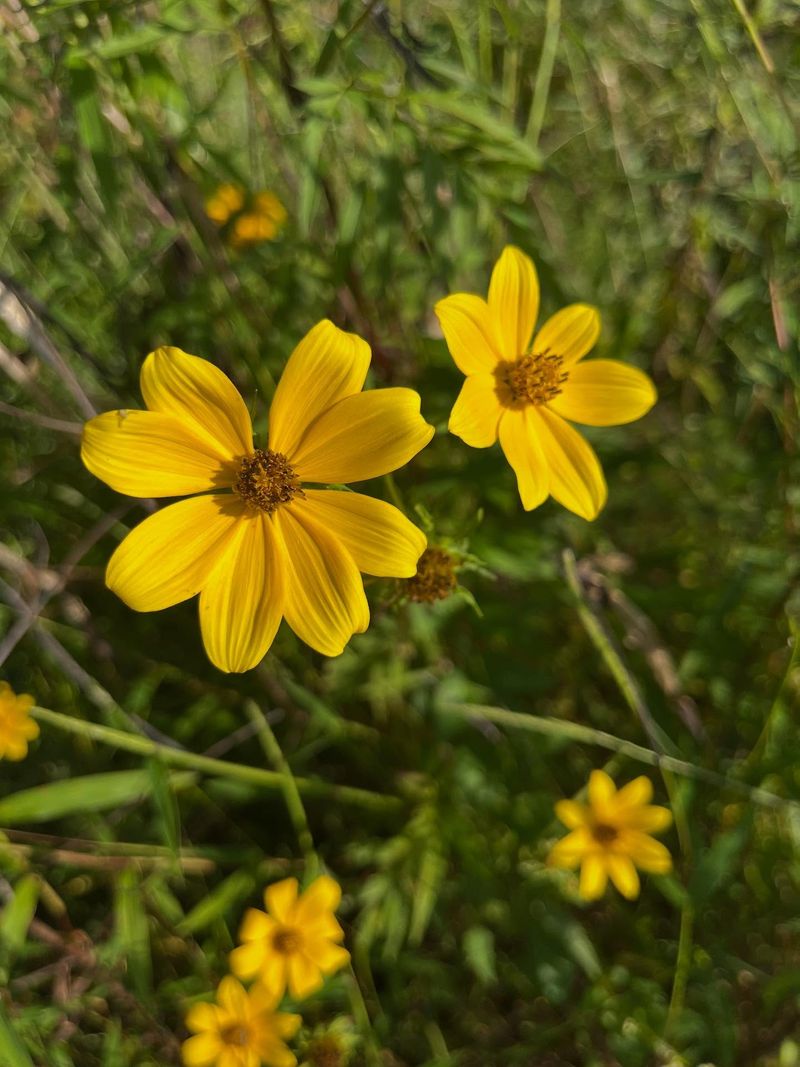 Tickseed Sunflower (Bidens alba)