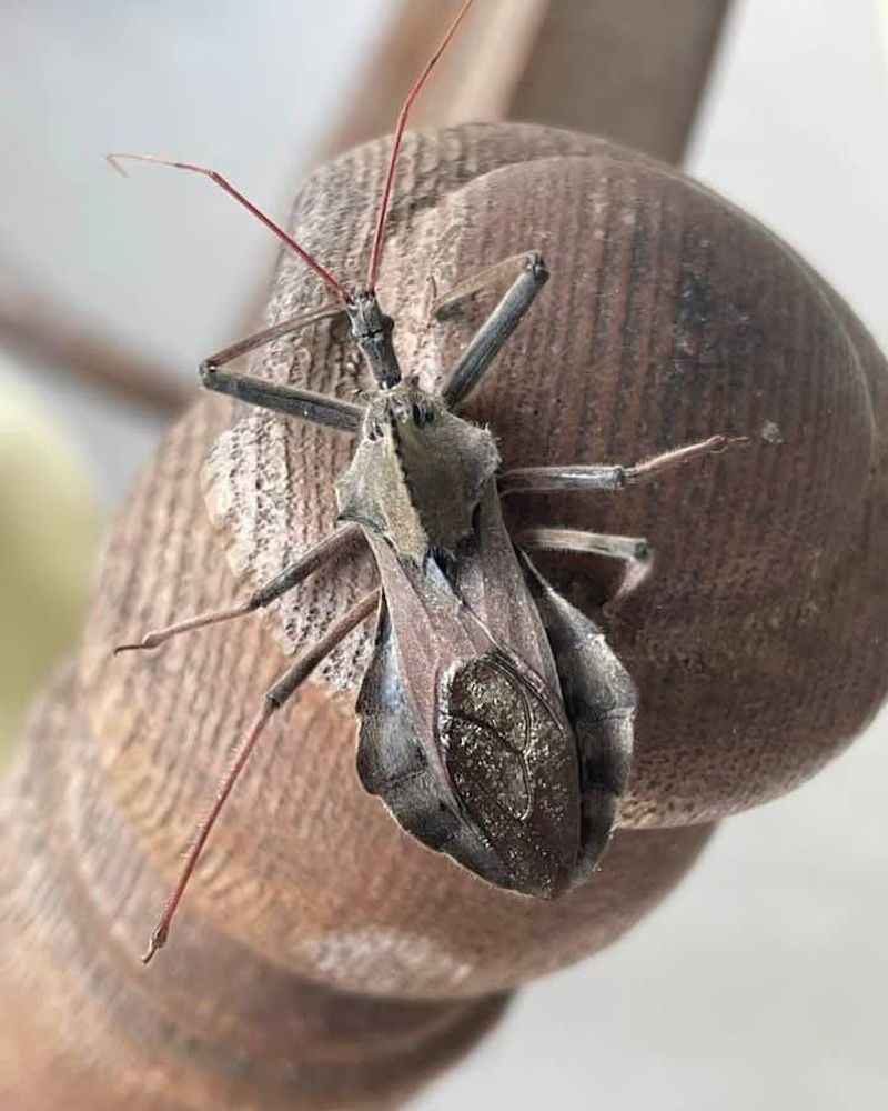 Wheel Bug