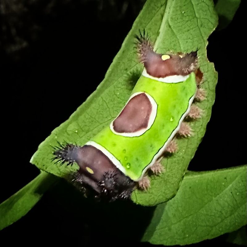 Saddleback Caterpillar