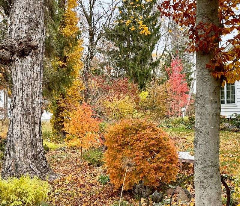 Preventing Sun Scald On Evergreens