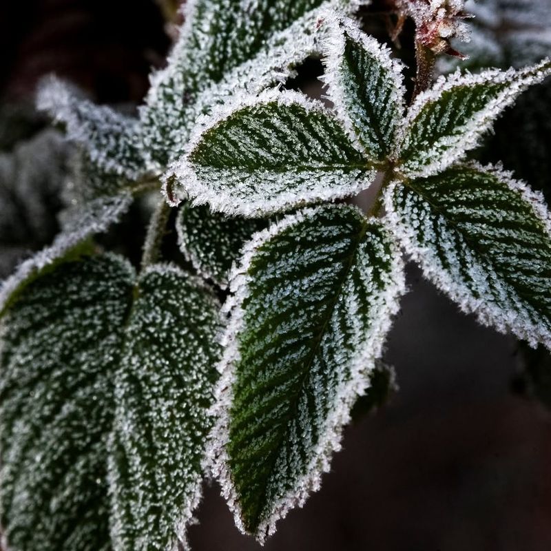 Prevents Ice Crystals From Forming On Leaves