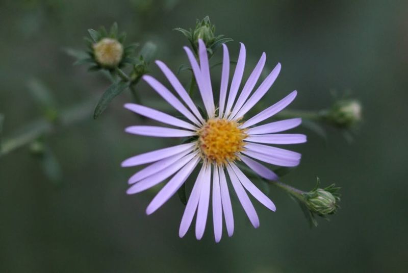 Drought Champions After Establishment