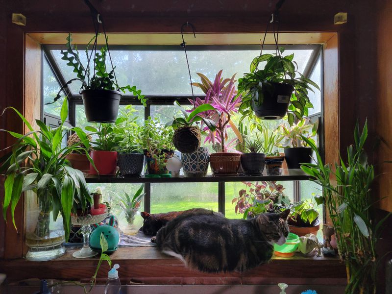 Morning Light Warms Soil and Roots Without Overheating Leaves