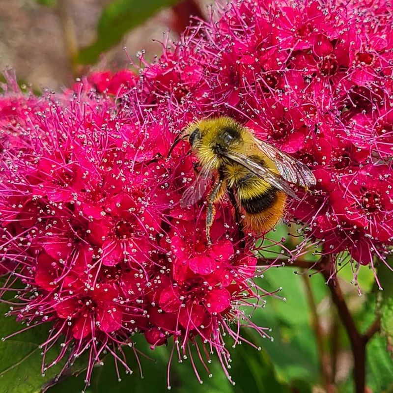Attracts Butterflies And Pollinators To Your Yard