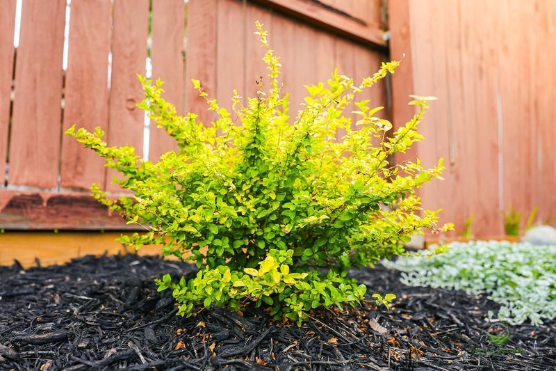 Drought Tolerance Makes It Low-Maintenance