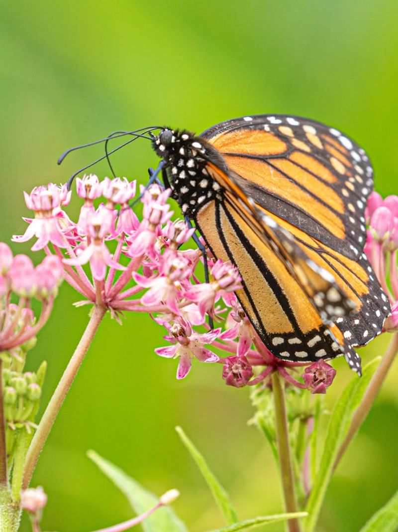 Provides Shelter And Resting Spots