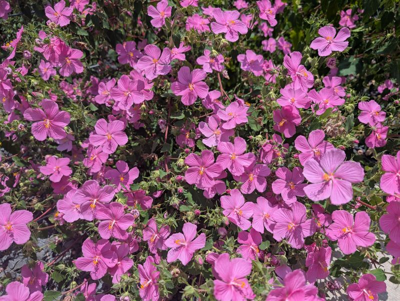 Low Maintenance Requirements