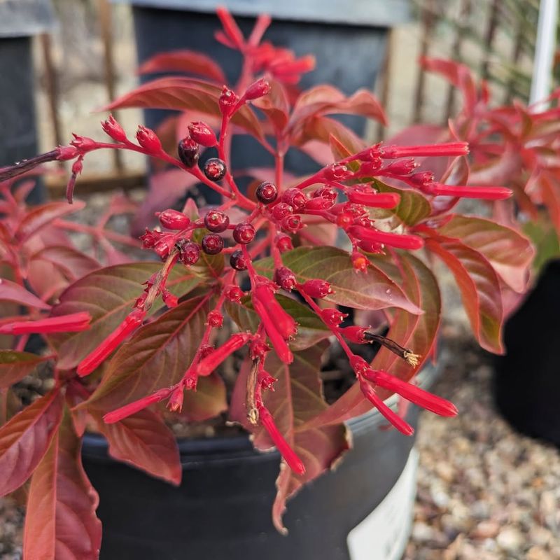 Survives Droughts Without Missing A Beat