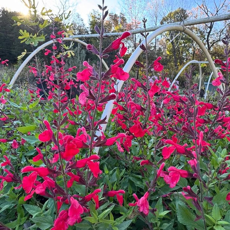 Grows To A Perfect Compact Size For Any Garden