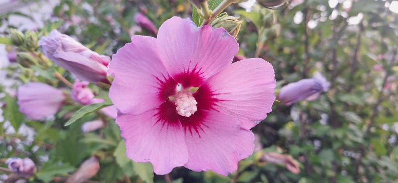 Requires Minimal Maintenance