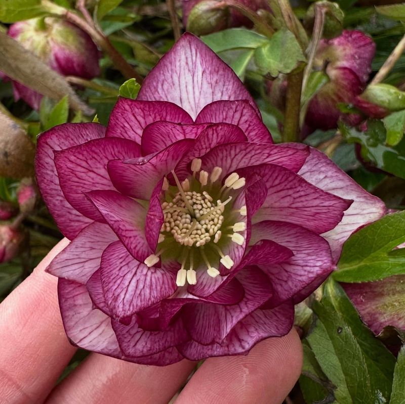 Shade-Loving Plants Brighten Dark Corners