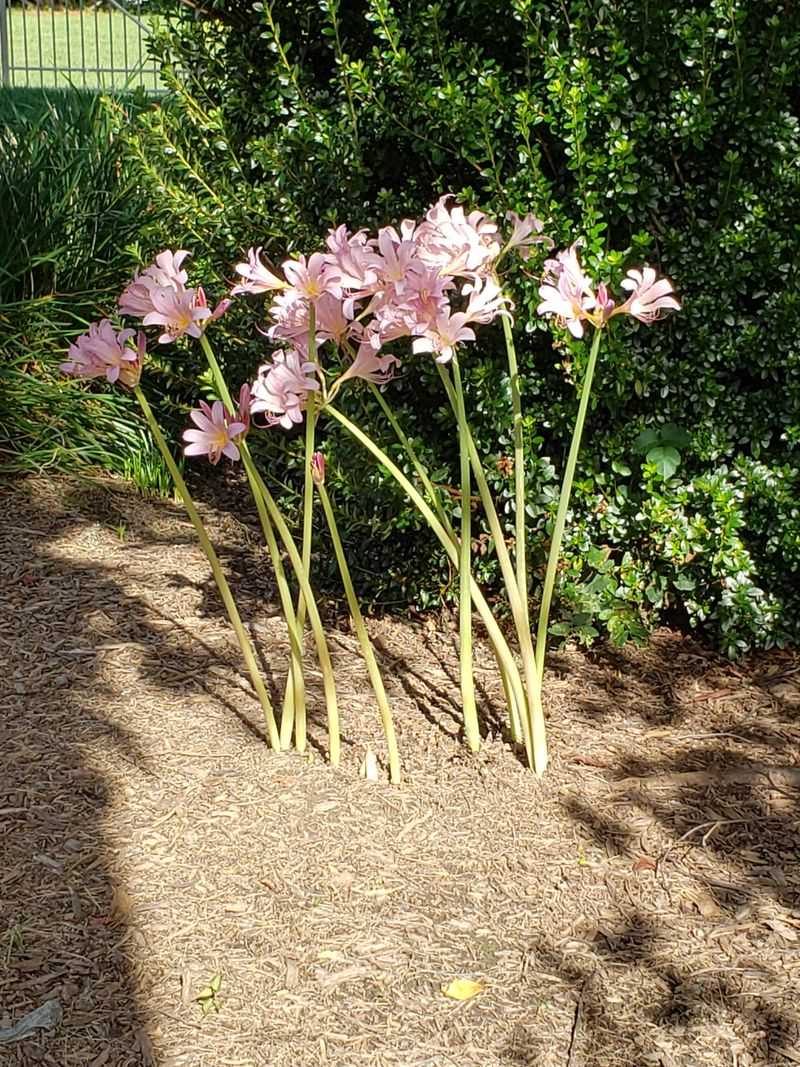 Pairs Perfectly With Desert Landscaping Style