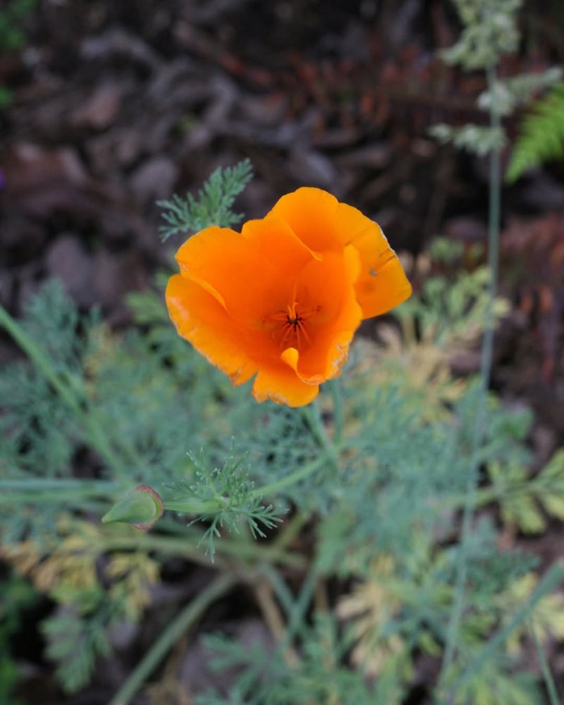 Supports Entire Pollinator Ecosystems