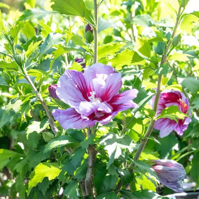 Grows Almost Anywhere You Plant It