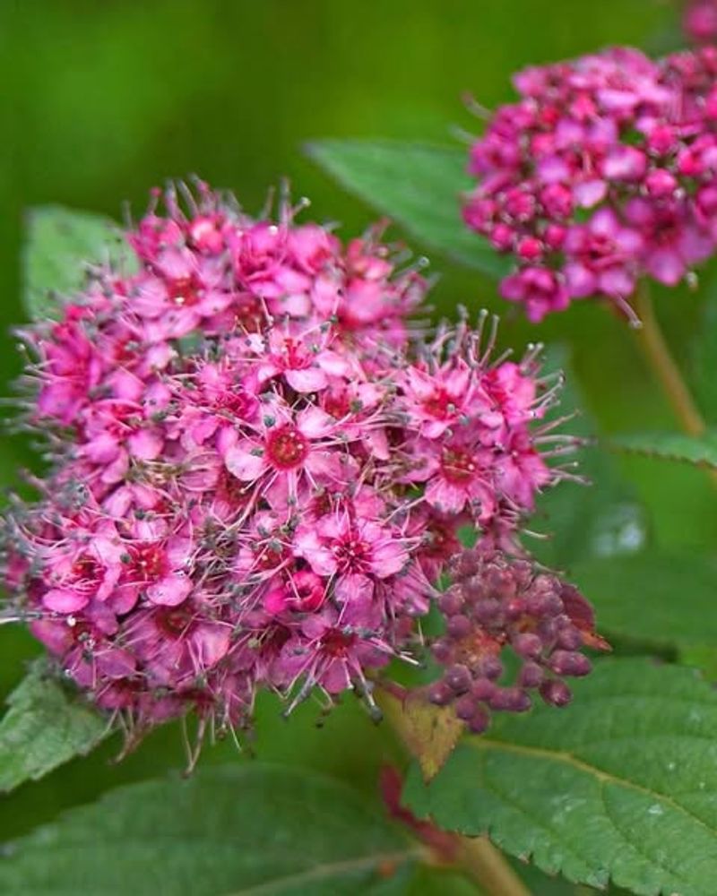 Thrives In Our Unpredictable Weather