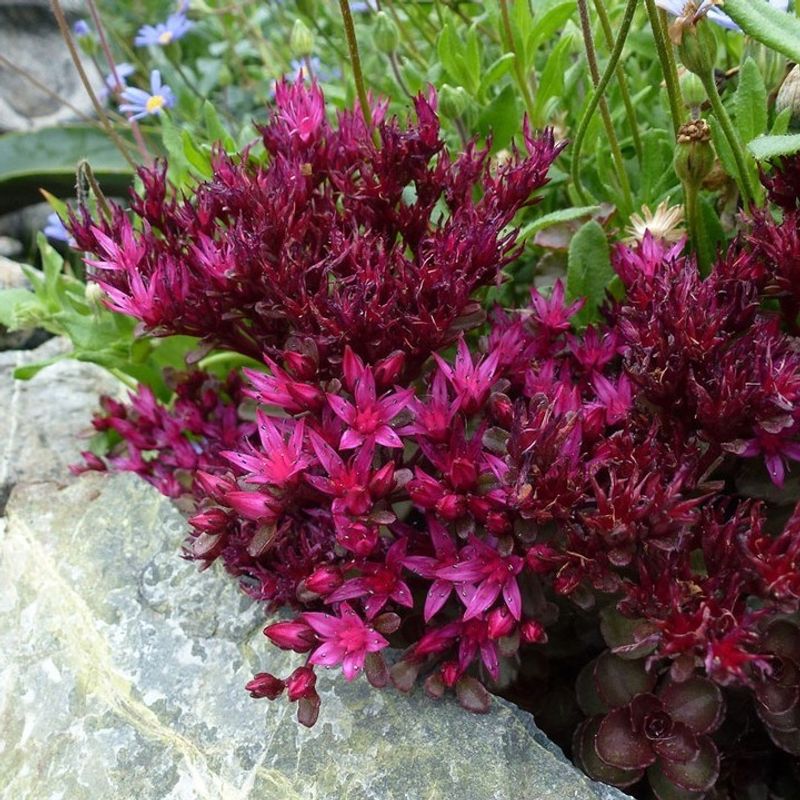 Sedum Spurium (Dragon's Blood)