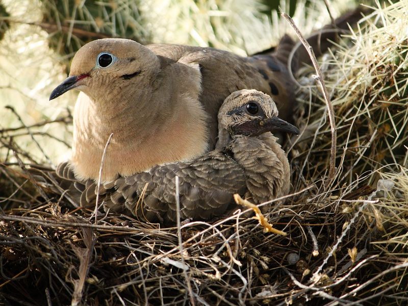 Mourning Dove (Zenaida macroura)