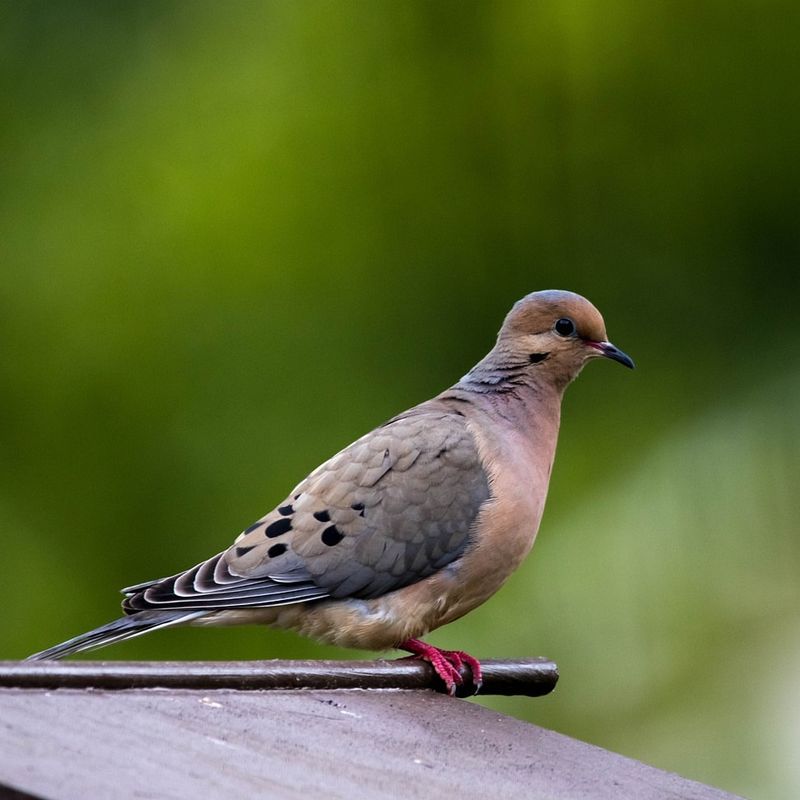 Mourning Dove