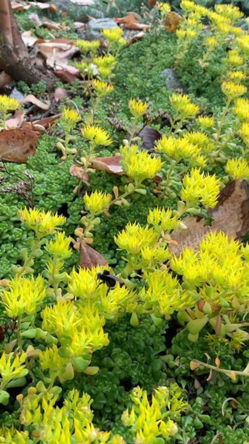 Sedum (Sedum species)