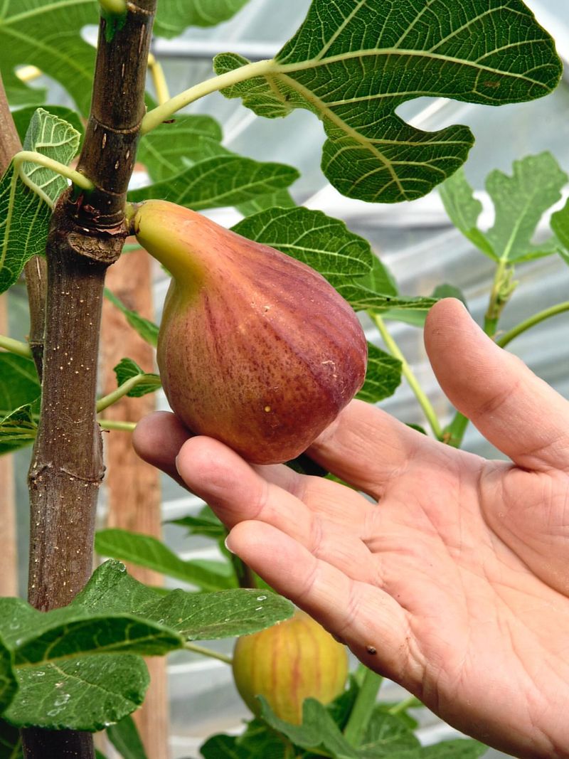 Figs