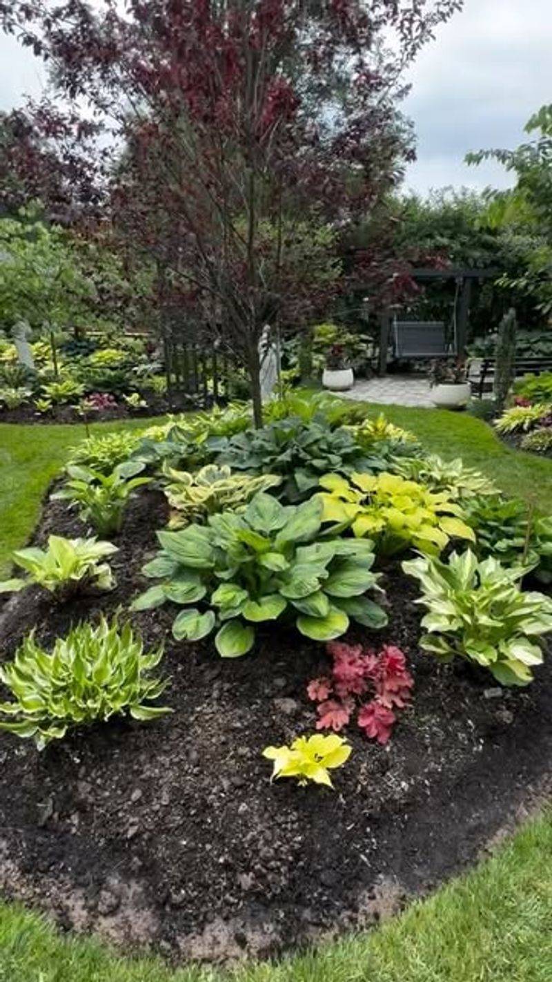 Hostas