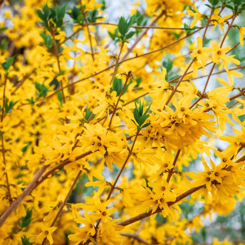 Forsythia Shrubs
