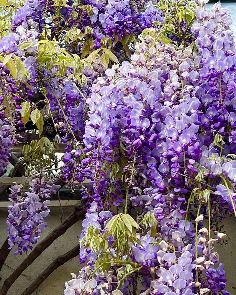 Wisteria Vines
