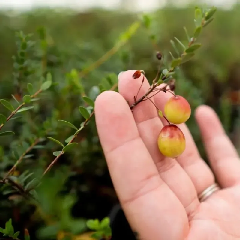 Cranberry Plants