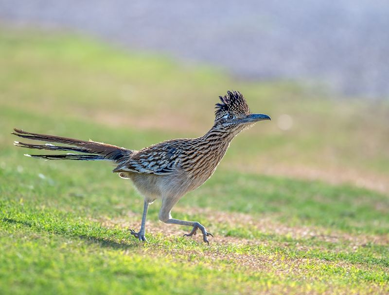 Roadrunner