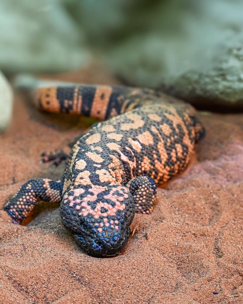 Gila Monsters
